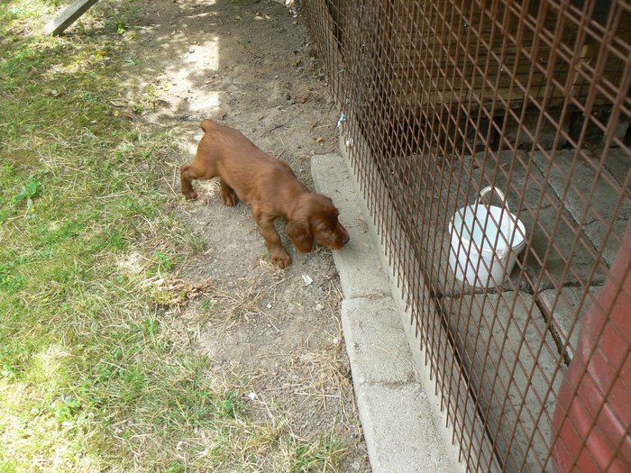 prcka chtela porad do domecku